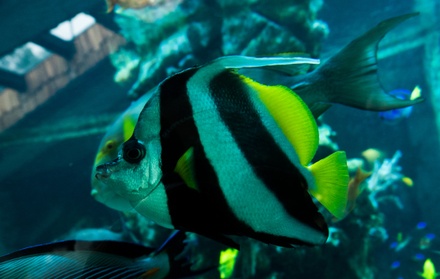 Американские учёные обнаружили у рыб способность общаться с помощью звуков
