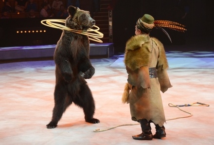 Зоозащитники призвали ФАС обратить внимание на безальтернативность цирка с животными в РФ