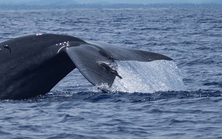 Скоростной японский паром столкнулся с китом 