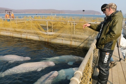 Источник: владелец «китовой тюрьмы» в Приморье кроме косаток планировал продать моржей
