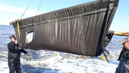 Четвёртая группа косаток и белух из «китовой тюрьмы» доставлена в Хабаровский край