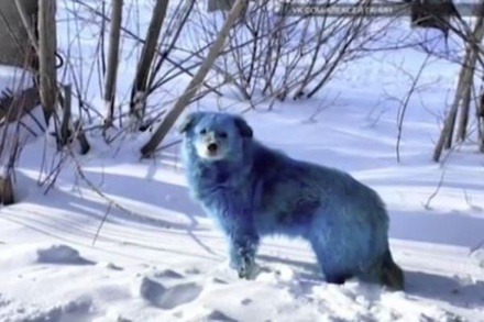 В Госдуме заинтересовались появлением стай цветных бродячих псов в двух городах