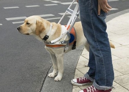 Правительство РФ расширило бесплатное обеспечение инвалидов с собаками-поводырями