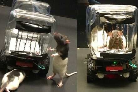 Учёные научили крыс водить маленькие машины