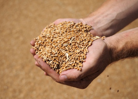 Турция приостановила беспошлинный ввоз российской пшеницы и кукурузы
