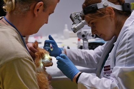 Названы самые распространённые заболевания домашних животных в Москве
