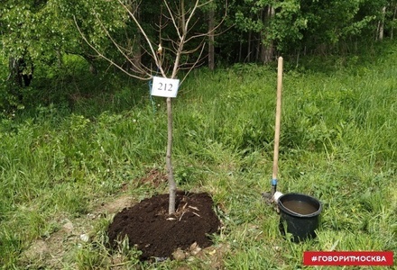 Мотоциклисты посадили дуб в память о Сергее Доренко на аллее «Вечный сезон» в Подмосковье