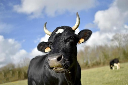 Власти Болгарии не стали забивать корову, сбежавшую за пределы ЕС
