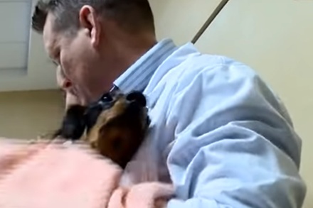 Фонд, проводивший эксперимент с таксой, покажет живую собаку на пресс-конференции