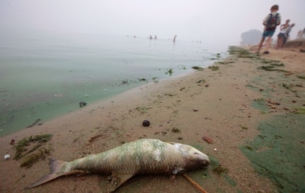 В Ростовской области зафиксирована массовая гибель рыбы из-за жары