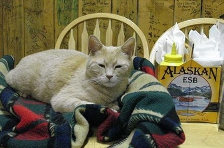 На Аляске скончался кот-мэр города Талкитна