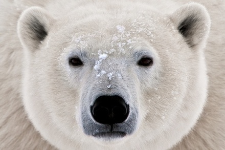 В Канаде отец погиб, спасая детей от белого медведя