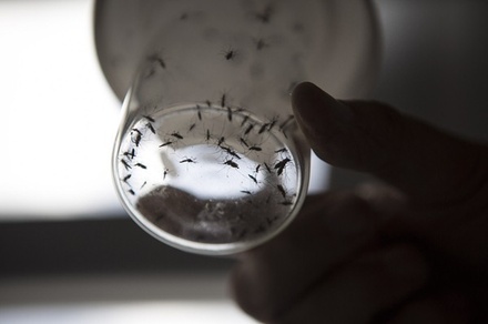 В Роспотребнадзоре опровергли сообщения об опасных комарах на юге России