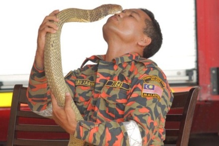 Знаменитый в Малайзии укротитель змей  умер от укуса кобры