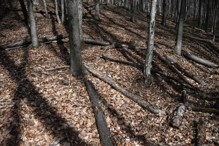 Жителям Свердловской области разрешат собирать в лесах листву и ветки