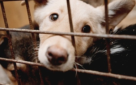 Второе чтение законопроекта об отношении к животным перенесли на 21 июня
