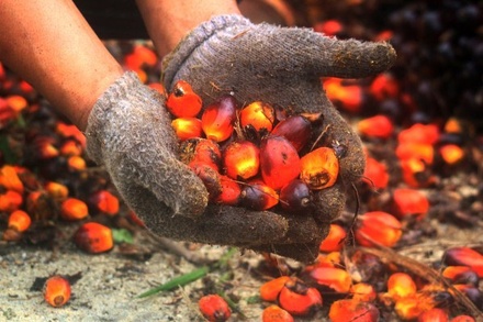 На мировом рынке зафиксировали рекордное подорожание пальмового масла