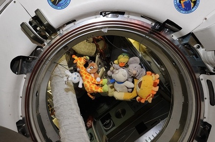 Космонавт Скрипочка возьмёт в космос плюшевого единорога
