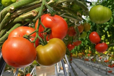 Россия может запретить поставки белорусских томатов
