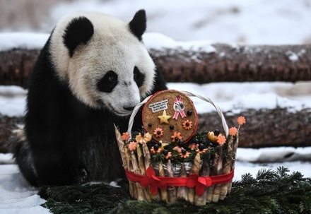 Московский зоопарк запустил сбор подарков для панд в обмен на бесплатный вход