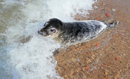 Тюлень приплыл на судоремонтный завод во Владивостоке