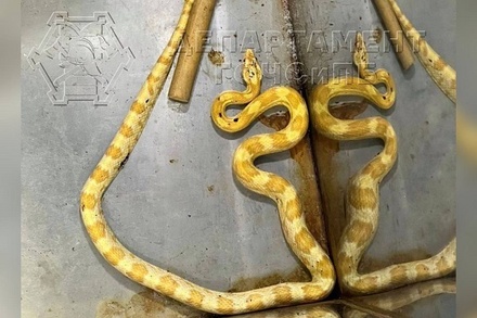 Московские спасатели поймали змею в центре города