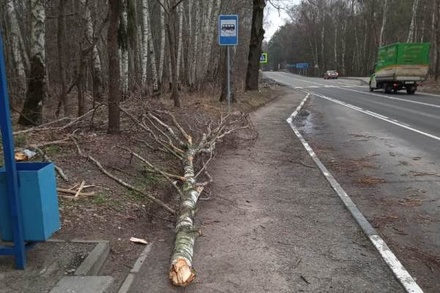 Шторм повалил больше 20 деревьев в Калининграде