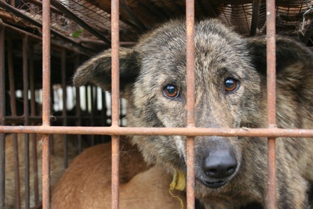 В КНР зоозащитники спасают собак от поедания на фестивале мяса