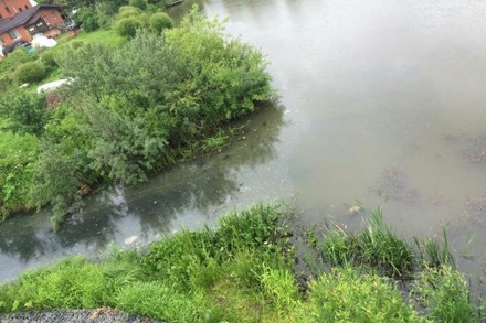 Жители Химок пожаловались на загрязнение реки нефтепродуктами