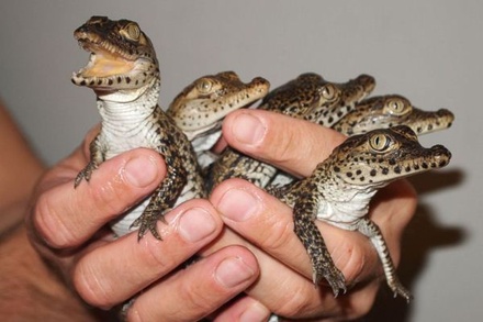 Во Внукове задержали мужчину с 33 крокодилами и 6 тарантулами