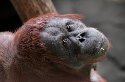 Власти Малайзии планируют дарить орангутанов странам за закупку их пальмового масла