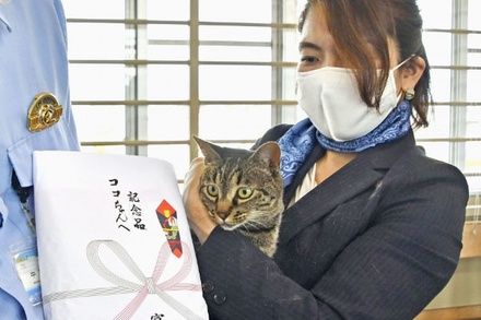 Японская полиция наградила кошку за помощь в спасении пожилого мужчины
