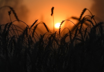 Стоимость пшеницы в Европе достигла исторического максимума