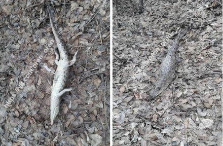 Жители оренбургского села нашли в лесу мёртвого крокодила