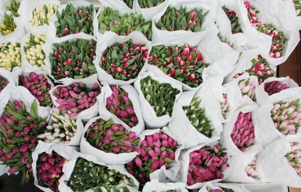 Российские флористы обвинили Белоруссию в задержке цветов из Нидерландов 