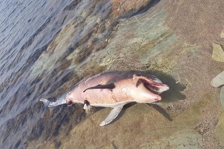 Роспотребнадзор установил причину массовой гибели дельфинов в Геленджике