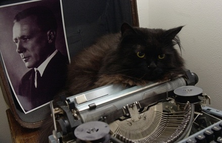 «Булгаковский дом» планирует купить для кота Бегемота ошейник с GPS