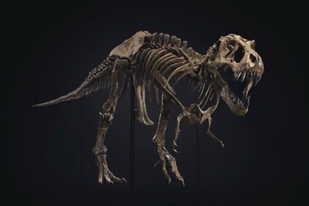 Скелет тираннозавра продали на аукционе в США за 32 млн долларов