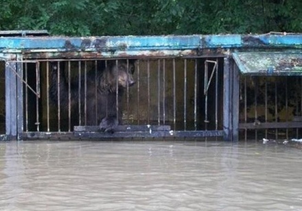 Затопленным в Уссурийске животные предрекли гибель, если помощь не придёт до утра 