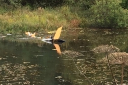 Частный самолёт упал в реку в Костромской области