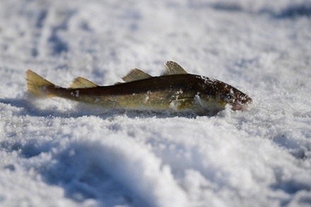 Рыба навага пропала с прилавков из-за аномально тёплой зимы
