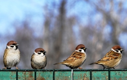 Орнитологи назвали правила кормления птиц в городах