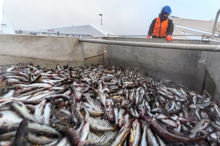 Власти ожидают рекордного пополнения рыбопромыслового флота