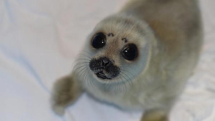 Зоологи опубликовали фото спасенной в Петербурге маленькой нерпы Ксюши