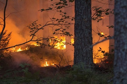 Площадь лесного пожара в Канаде увеличилась до 200 тысяч гектаров