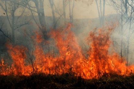 В Приморье площадь лесных пожаров сократилась на тысячу гектаров за сутки