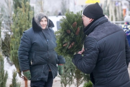 Эколог не увидел вреда для природы в продаже живых елей