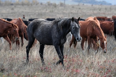 Жители Якутска пожаловались на нашествие голодных лошадей