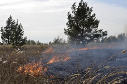 В МЧС предупредили об угрозе крупных лесных пожаров на Дальнем Востоке