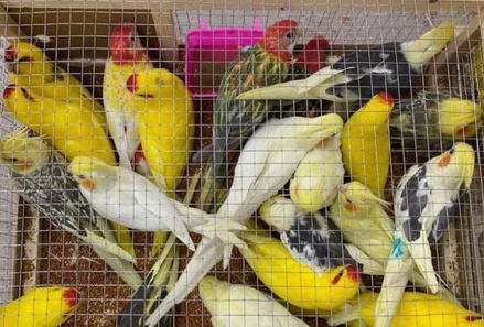 Таможенники обнаружили 19 редких попугаев при проверке авиагруза из Киргизии